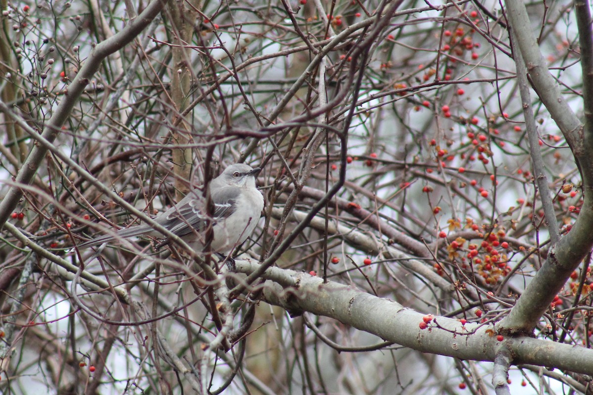 Northern Mockingbird - ML612708746