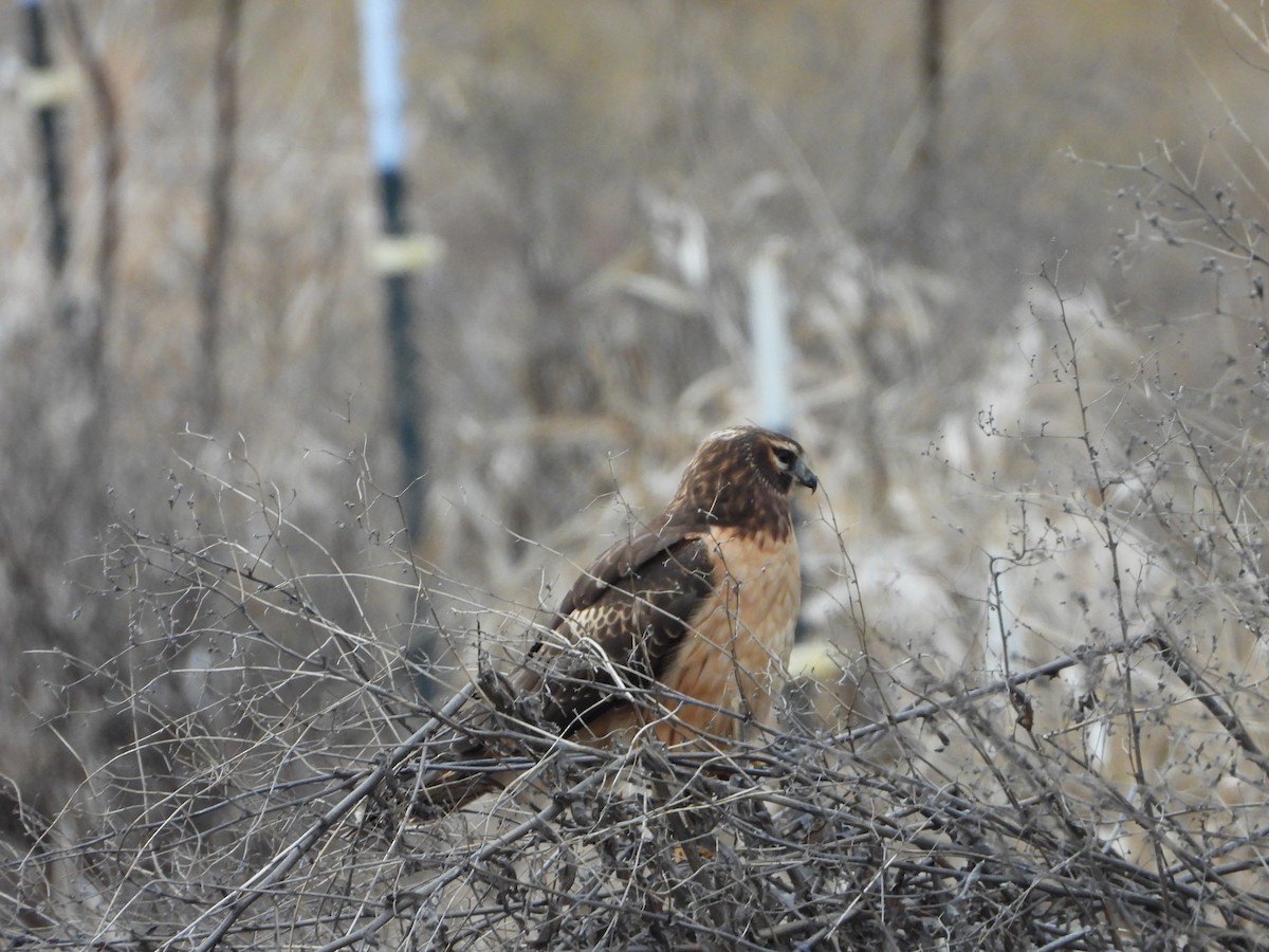 Northern Harrier - ML612708771