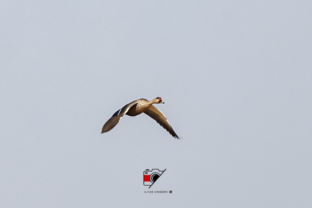 Indian Spot-billed Duck - ML612708774