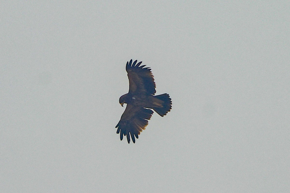 Indian Spotted Eagle - ML612708793