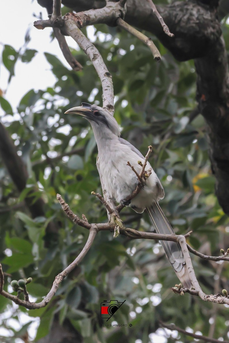 Indian Gray Hornbill - ML612708808