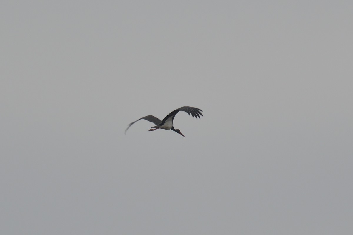 Black Stork - ML612708824