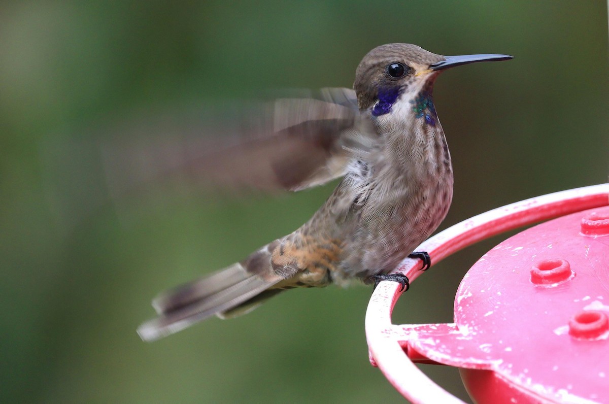 Colibrí Pardo - ML612708843