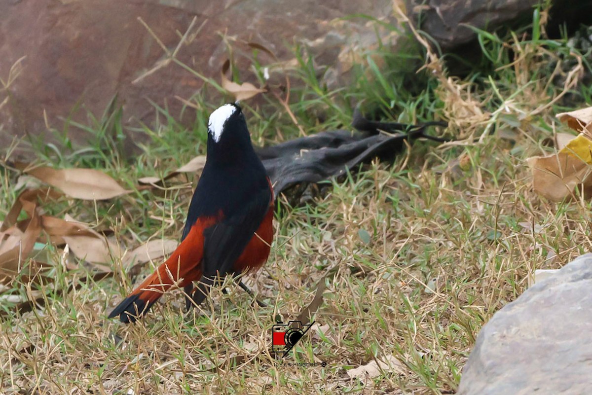 White-capped Redstart - ML612708858