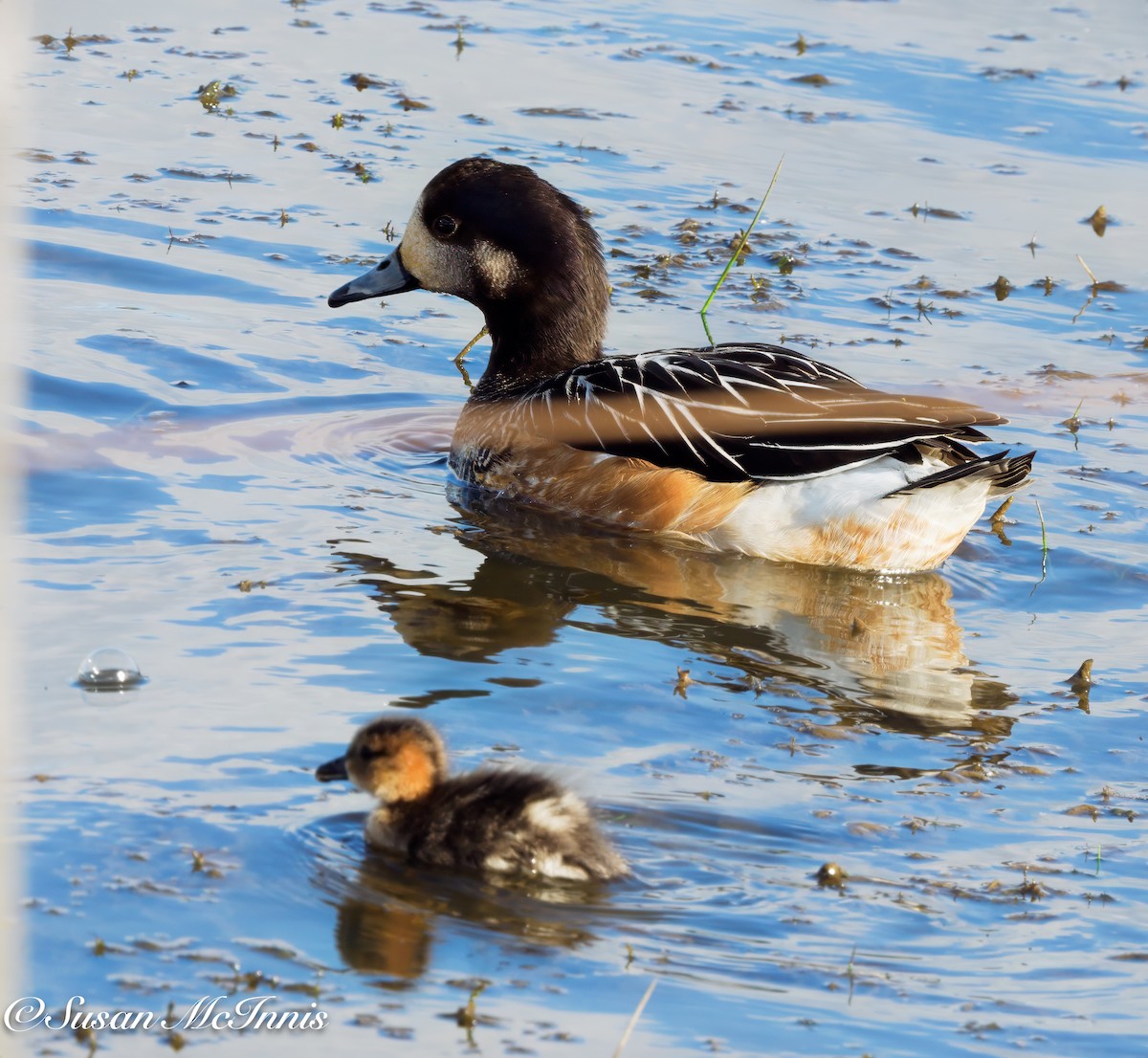 Chiloe Wigeon - ML612708915