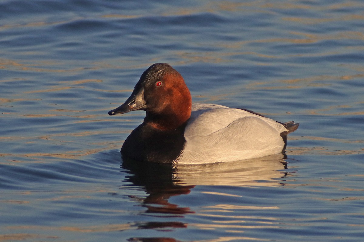 Canvasback - ML612708916