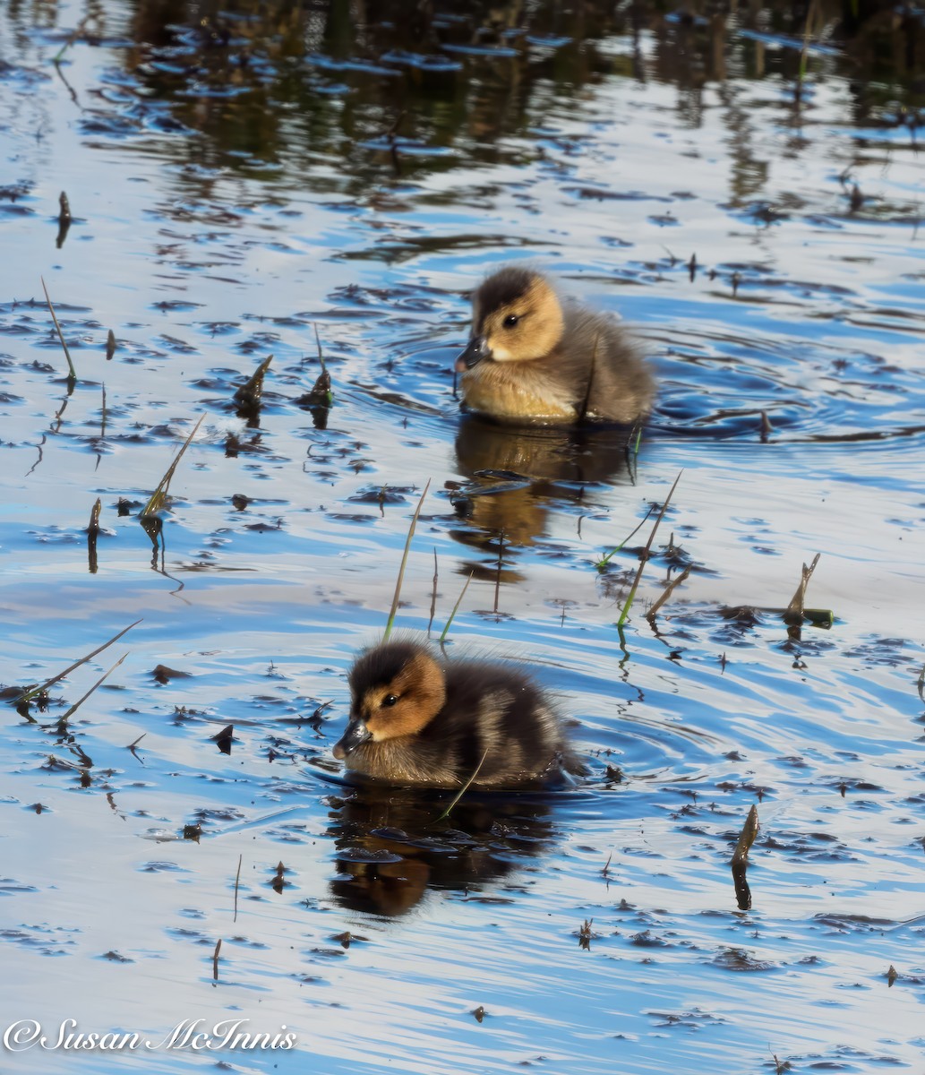 Chiloe Wigeon - ML612708939