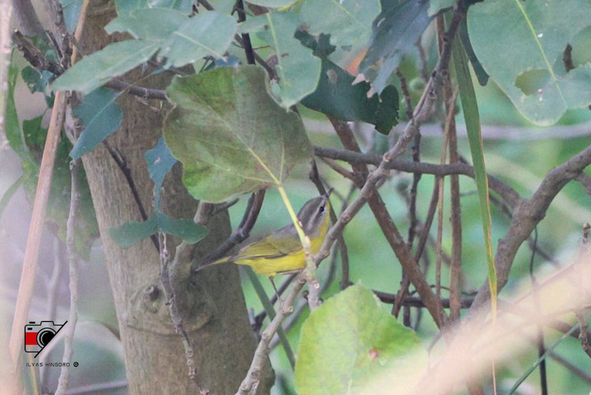Gray-hooded Warbler - muhammad ilyas hingoro