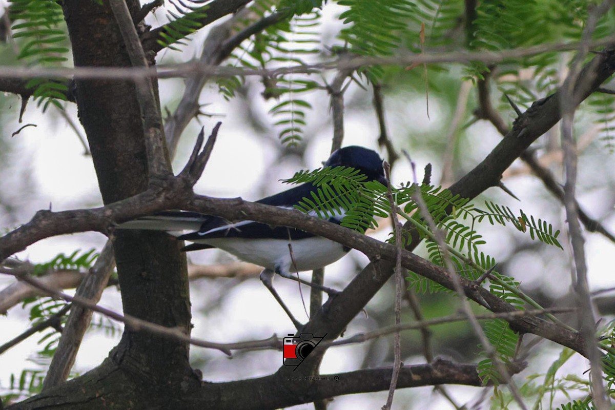 Oriental Magpie-Robin - ML612708970