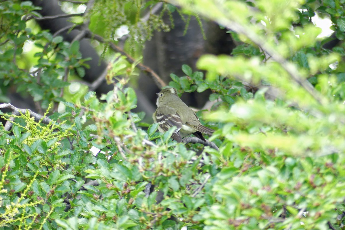 White-crested Elaenia - Jim Goehring