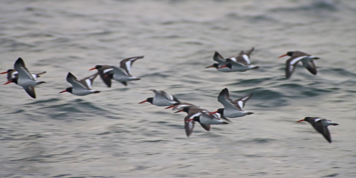 American Oystercatcher - ML612709005