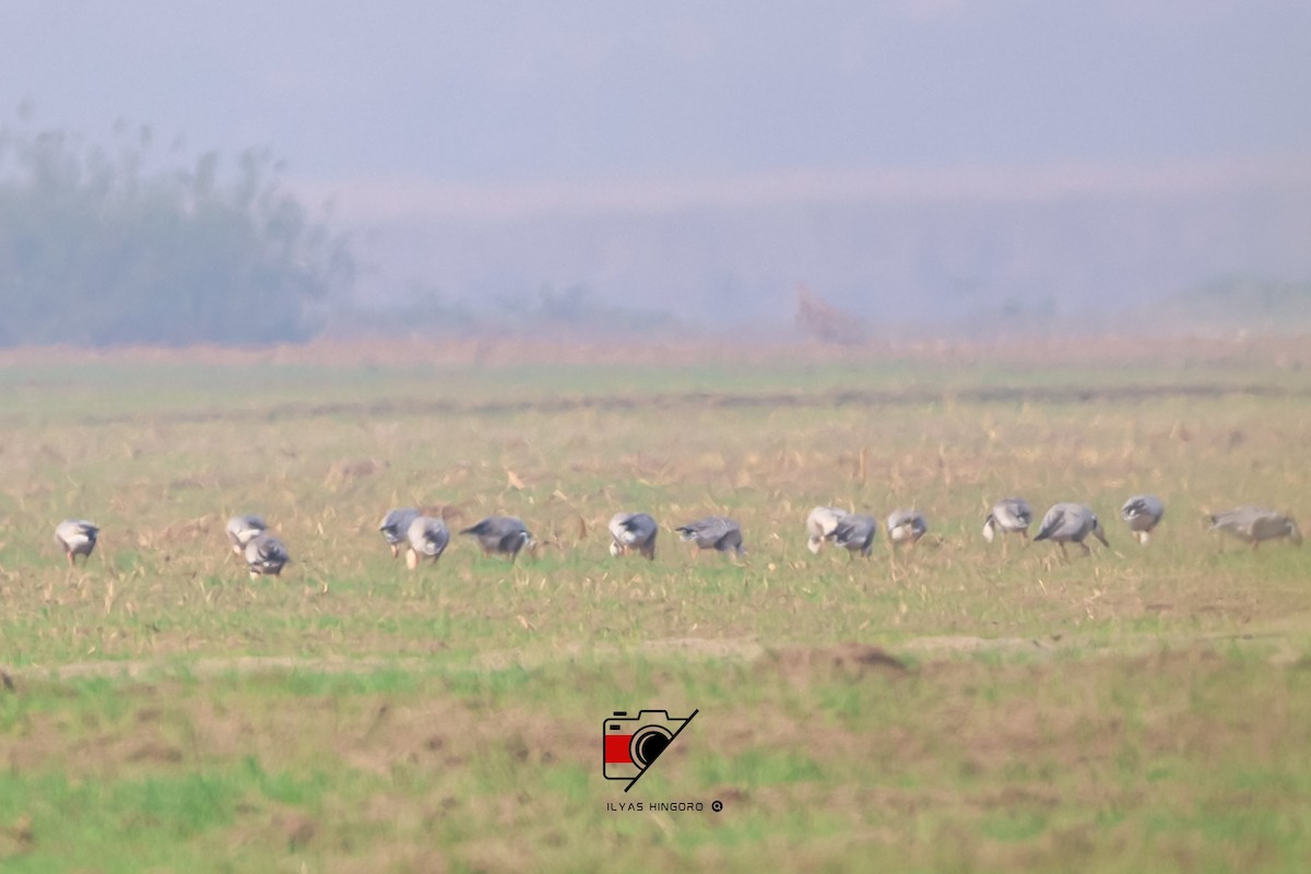 Bar-headed Goose - ML612709009