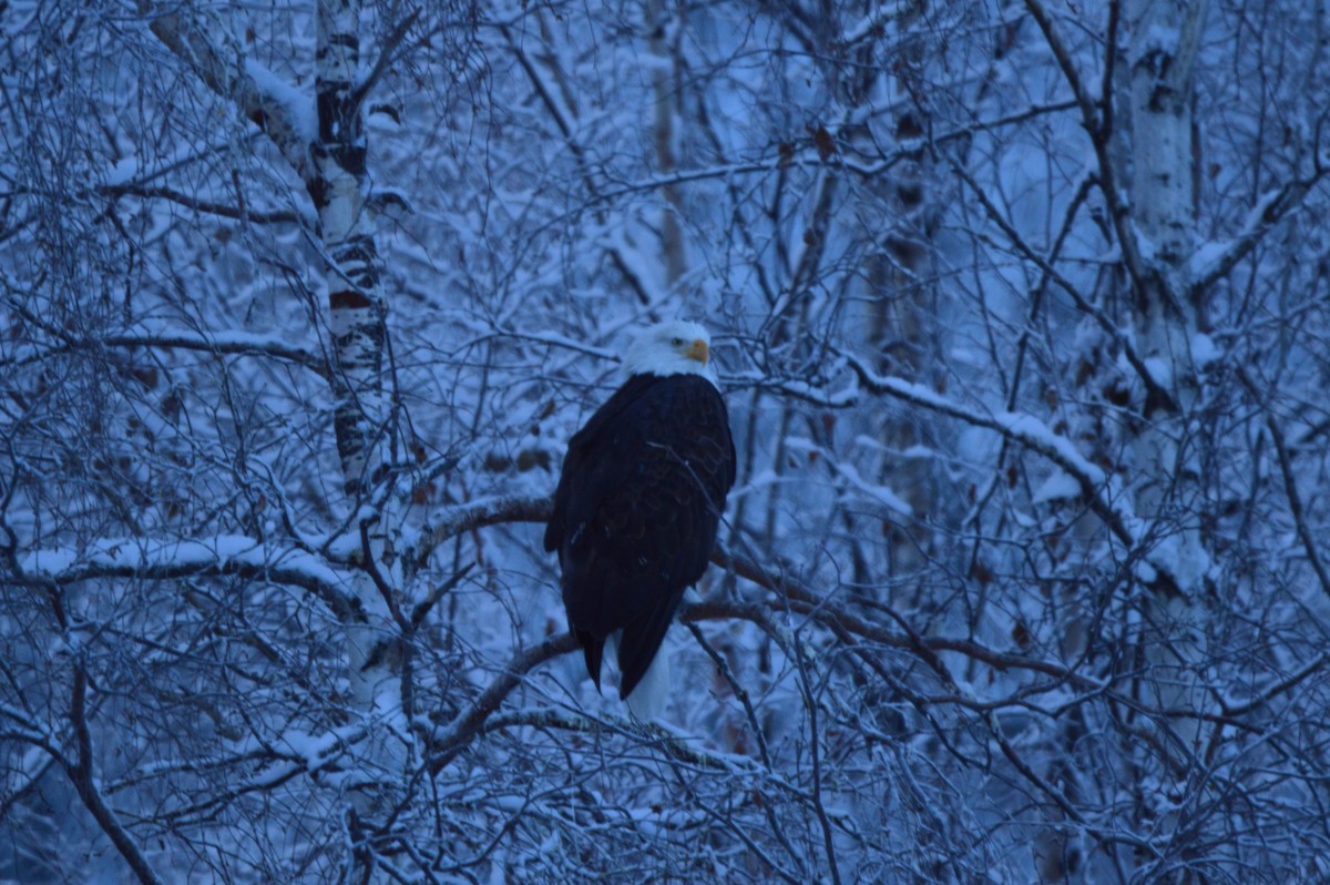 Bald Eagle - James Logan