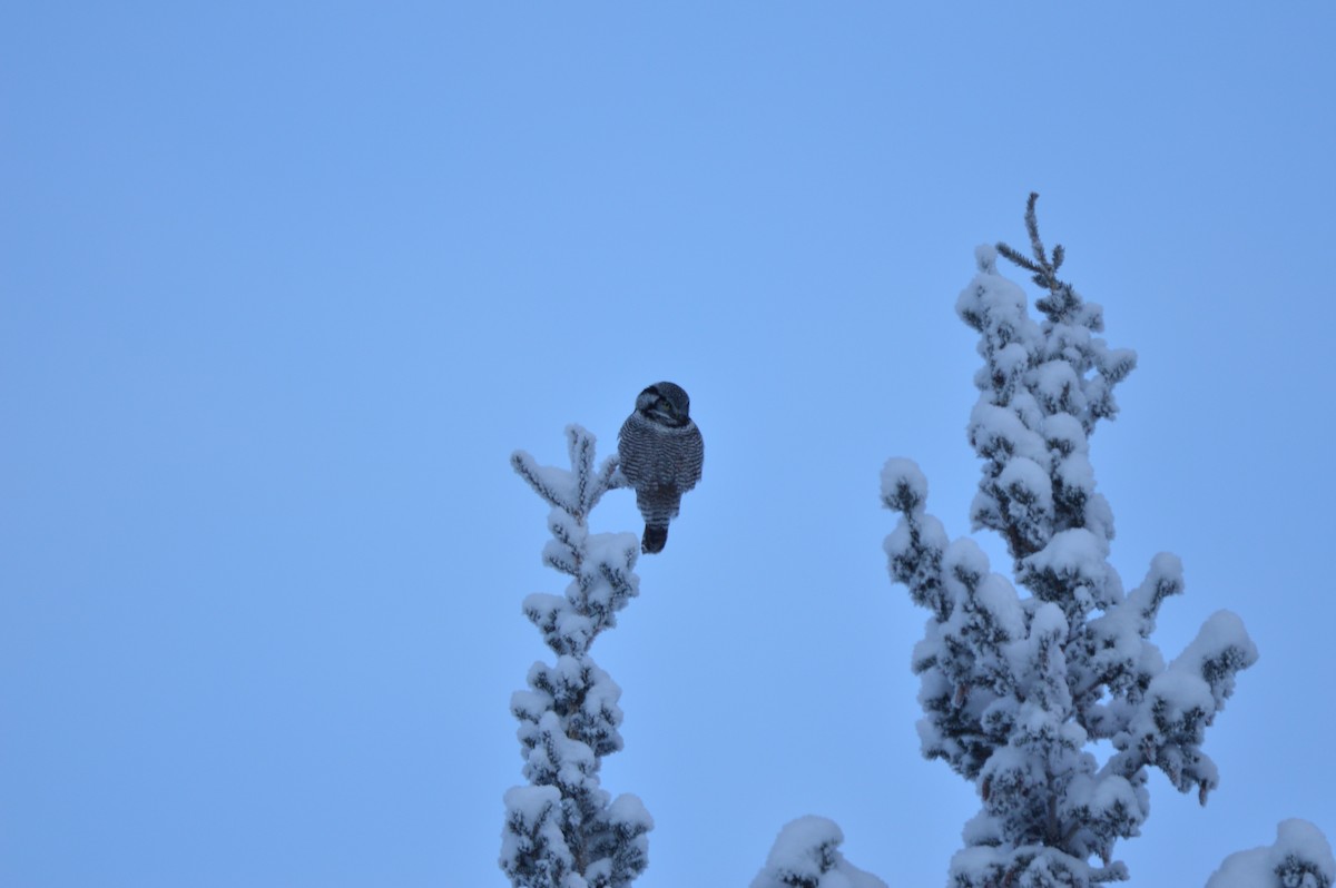 Northern Hawk Owl - James Logan