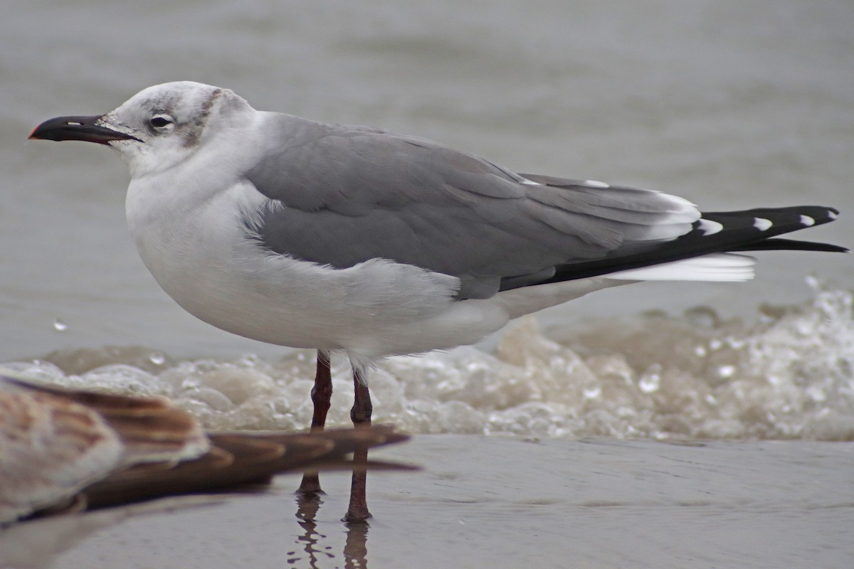 Mouette atricille - ML612709131