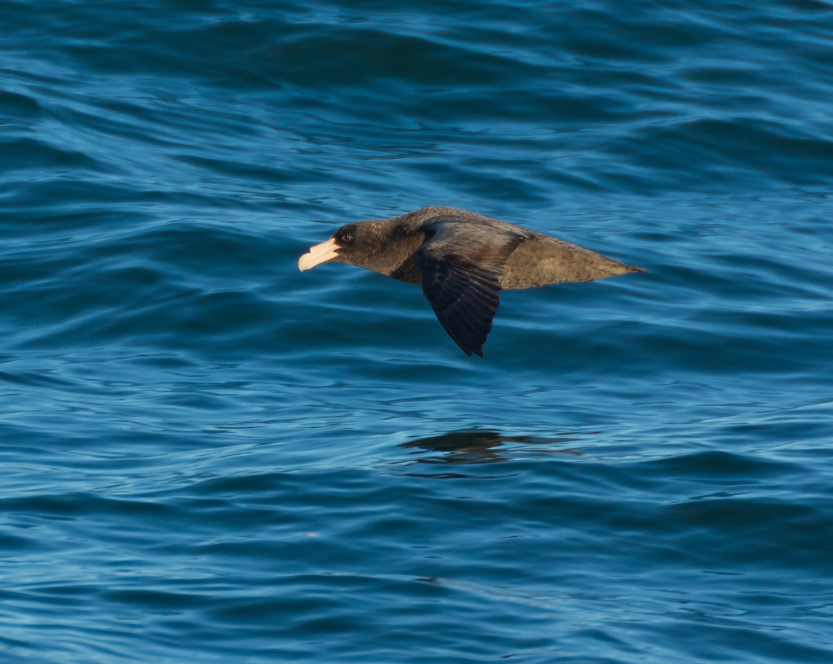 Southern Giant-Petrel - ML612709139