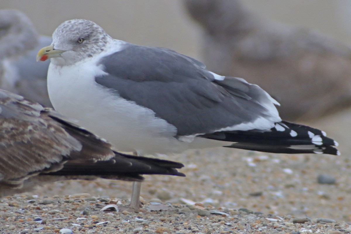 Gaviota Sombría - ML612709151