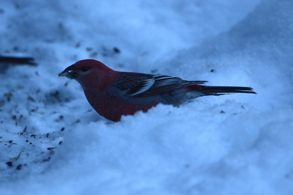 Pine Grosbeak - James Logan