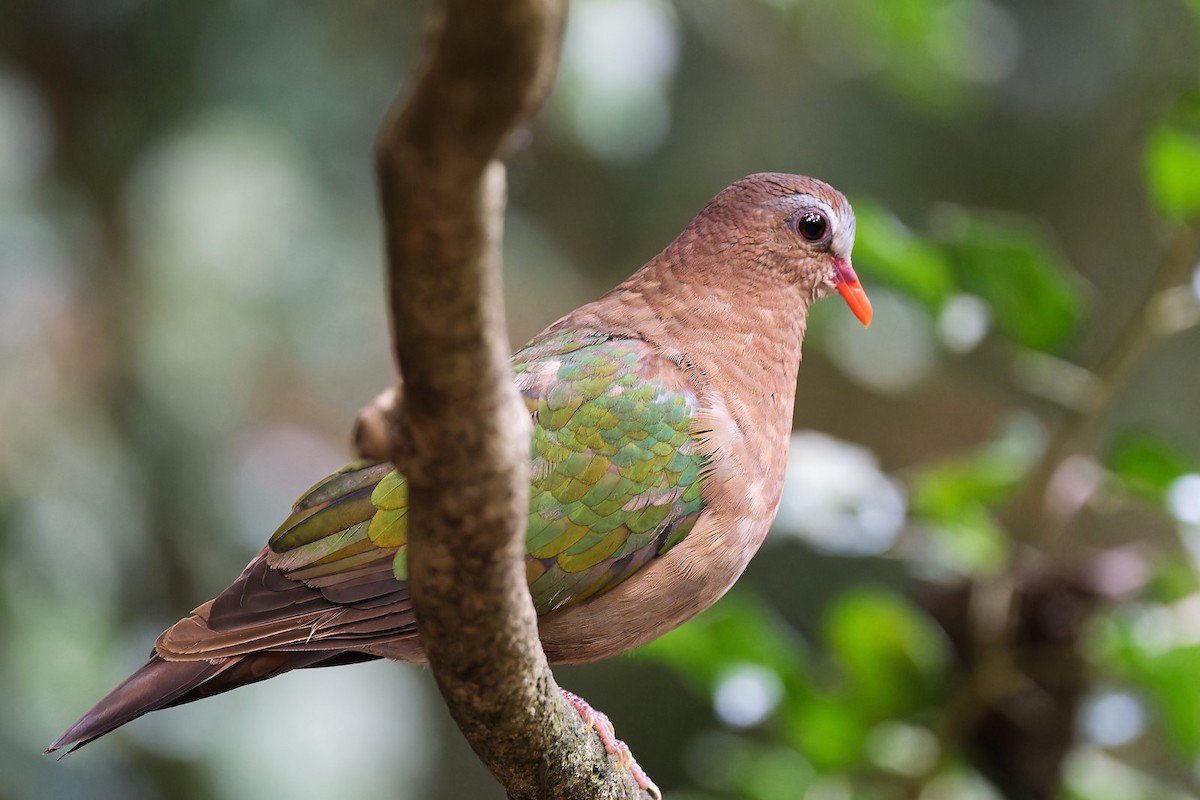 Asian Emerald Dove - ML612709166