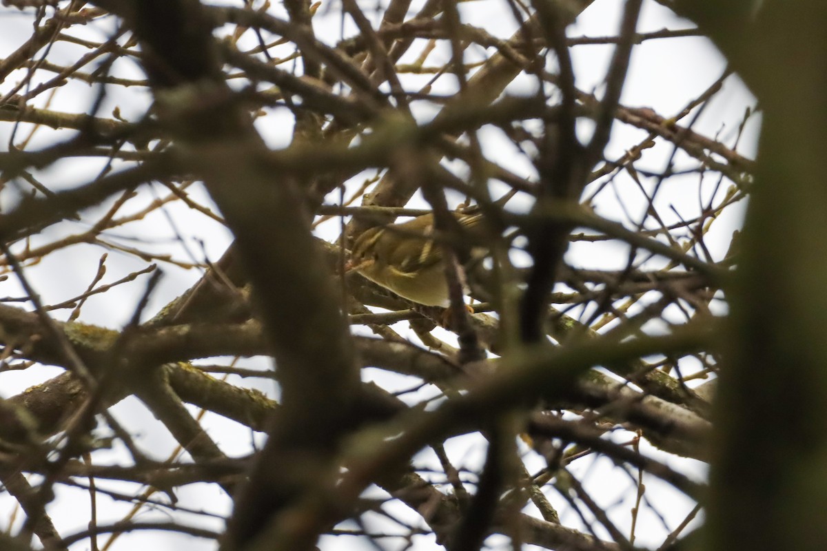 Yellow-browed Warbler - ML612709203