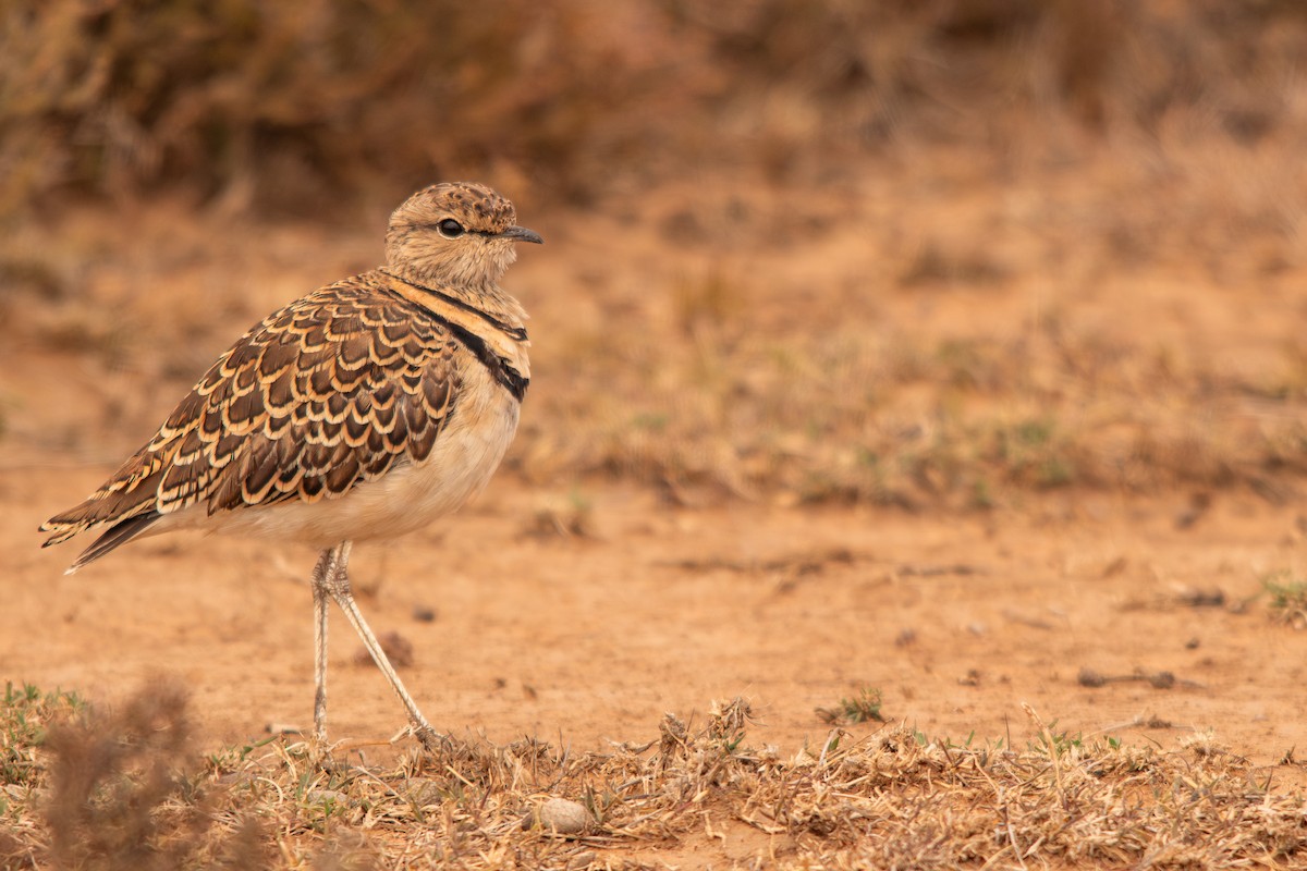 Double-banded Courser - ML612709223