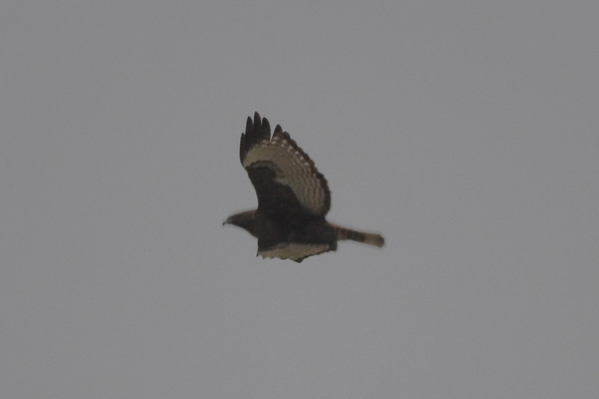 Red-tailed Hawk (calurus/abieticola) - ML612709272