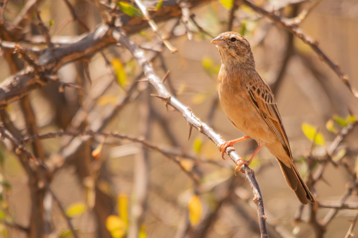 Lark-like Bunting - ML612709319