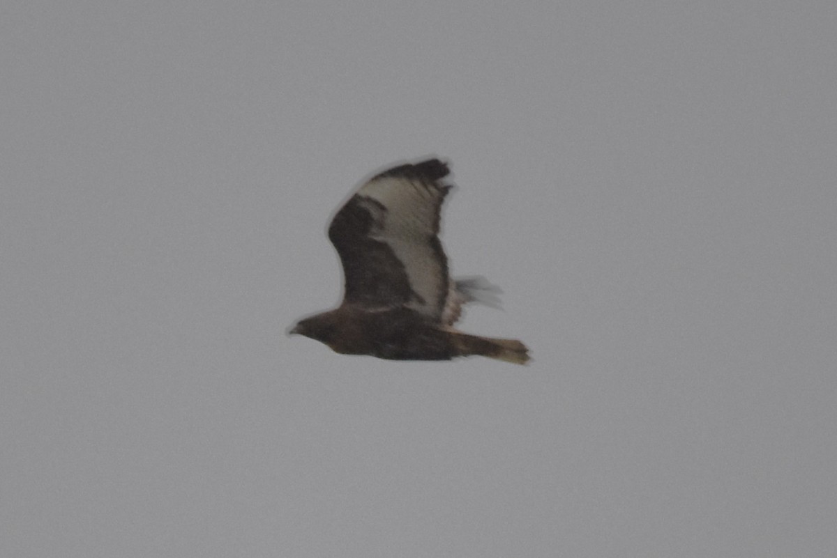 Red-tailed Hawk (calurus/abieticola) - ML612709346