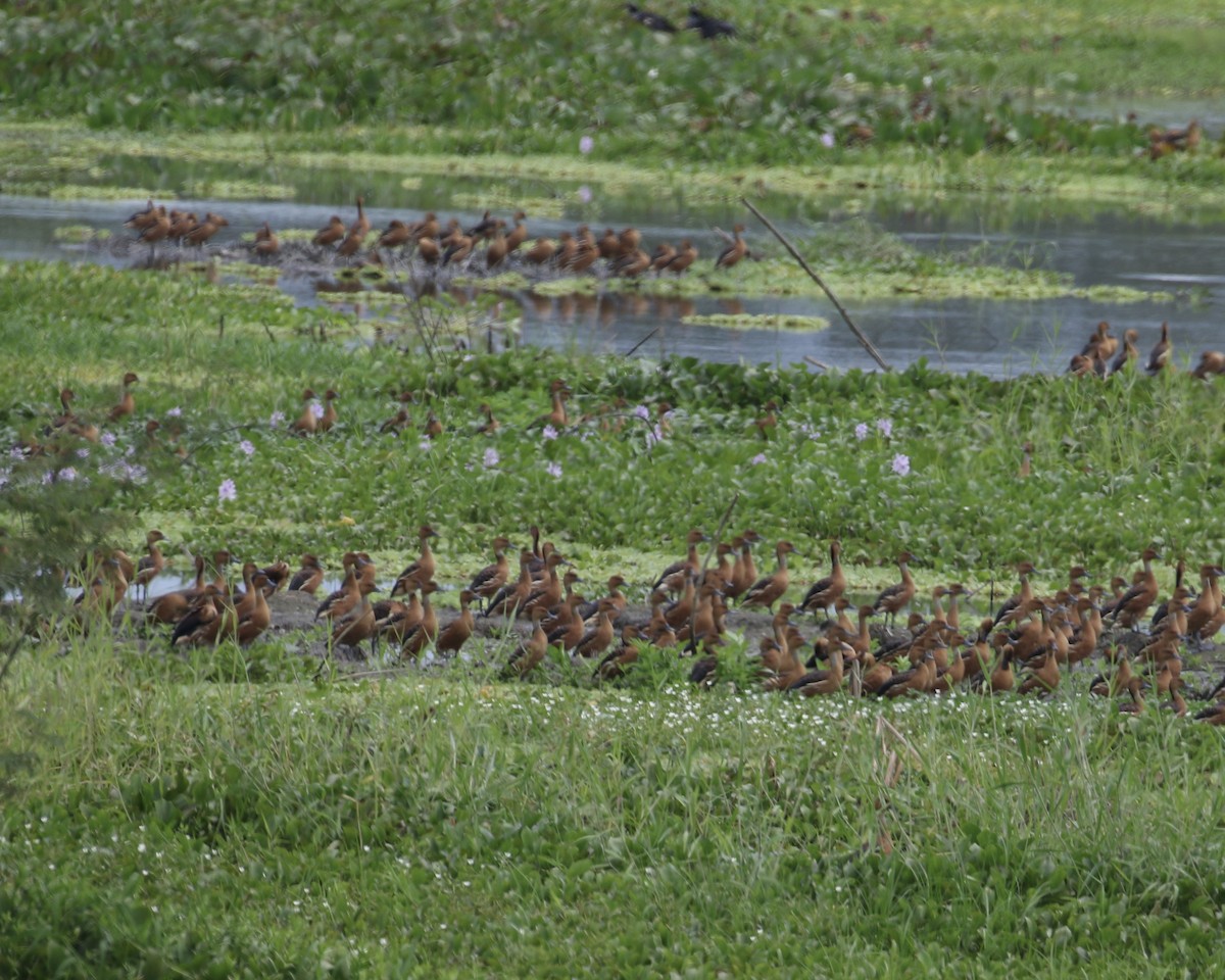 Fulvous Whistling-Duck - ML612709425