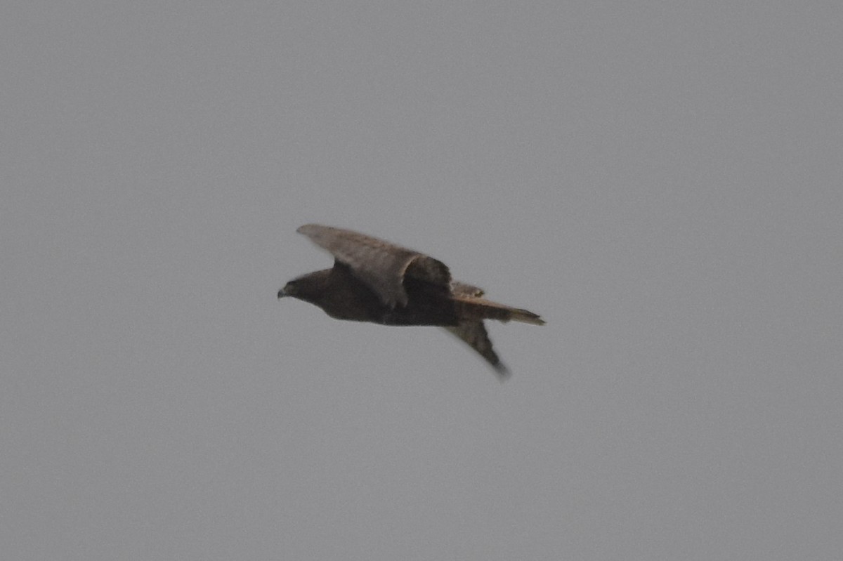 Red-tailed Hawk (calurus/abieticola) - ML612709432