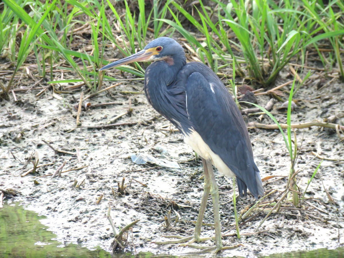 Tricolored Heron - ML612709443