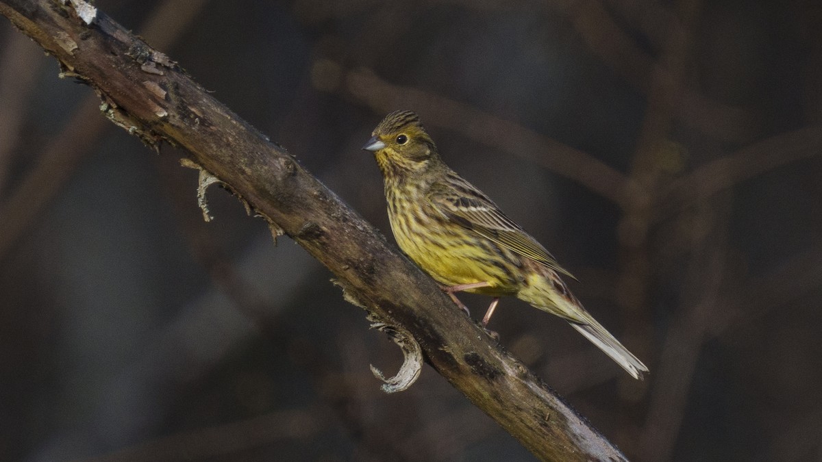 Yellowhammer - ML612709447