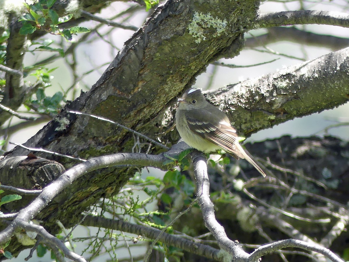 White-crested Elaenia - Jim Goehring