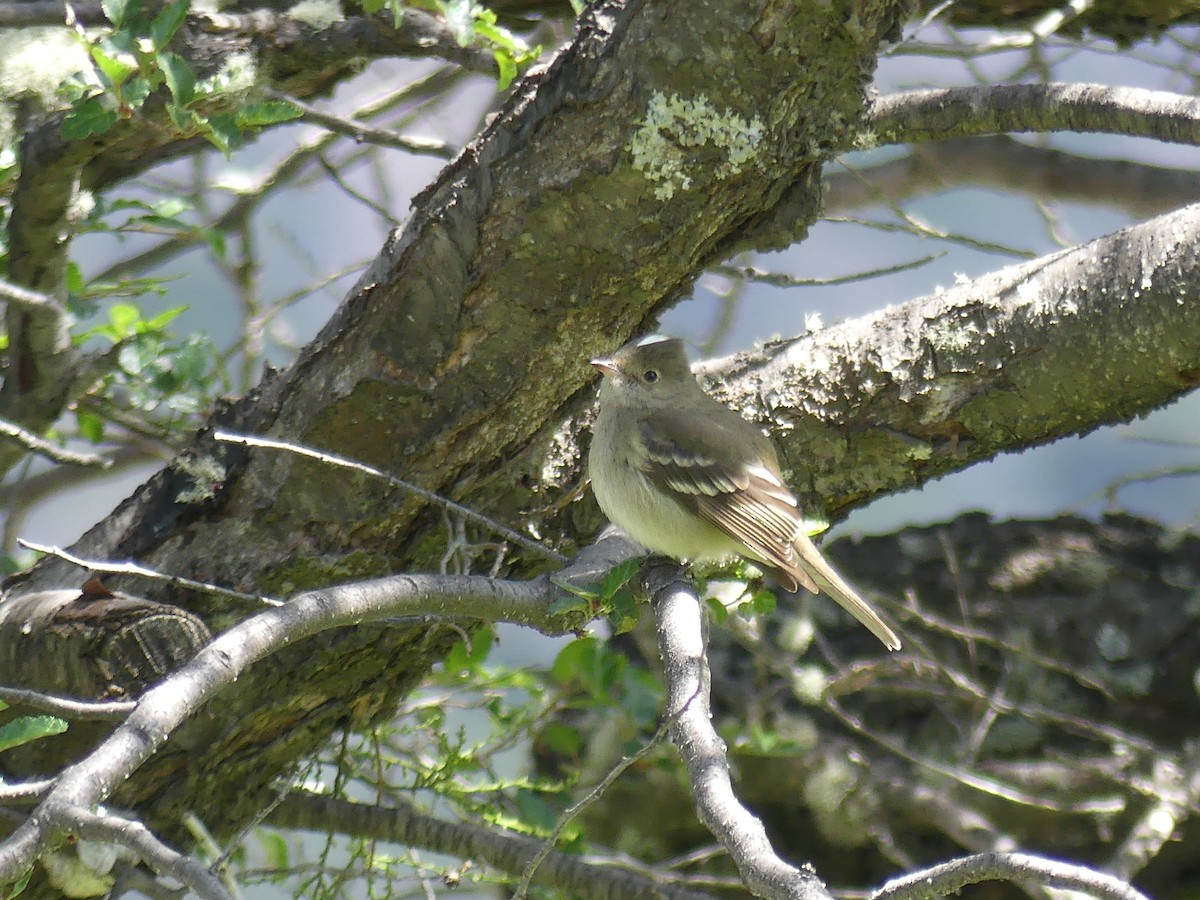 White-crested Elaenia - Jim Goehring