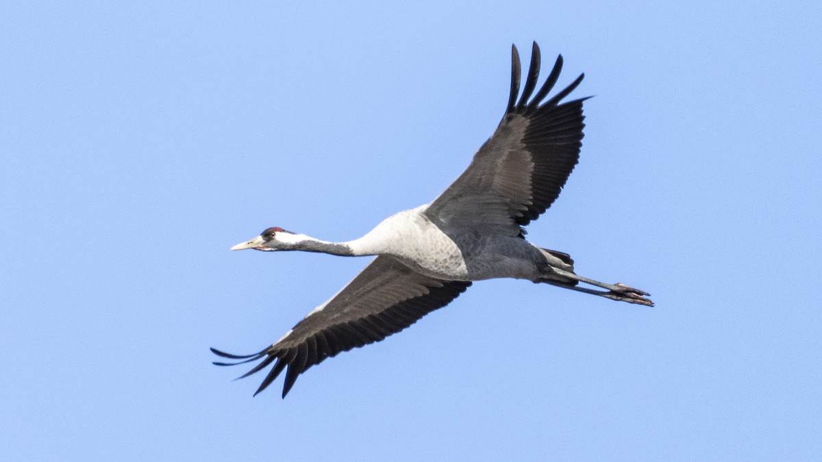 Grulla Común - ML612709516