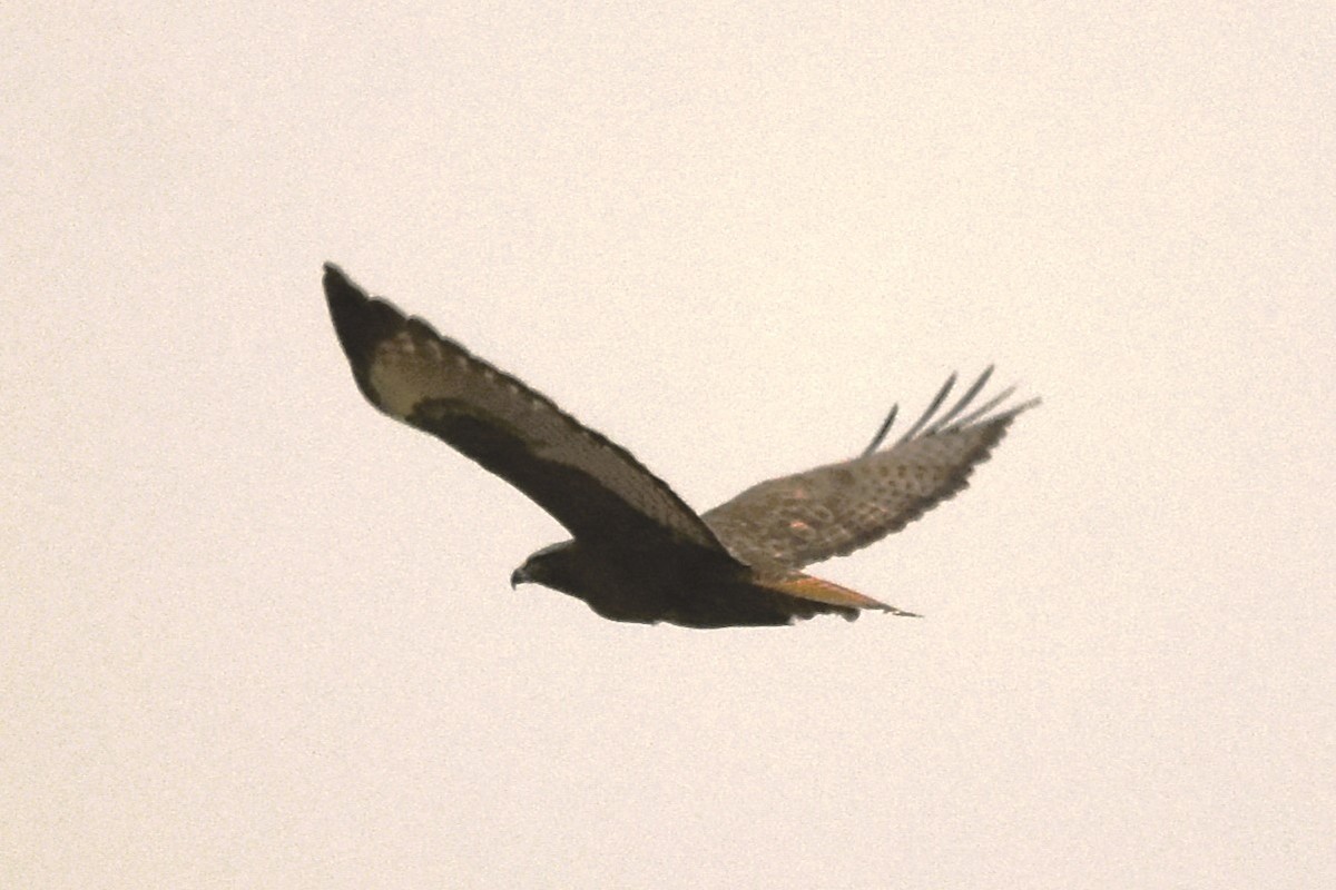 Red-tailed Hawk (calurus/abieticola) - ML612709525