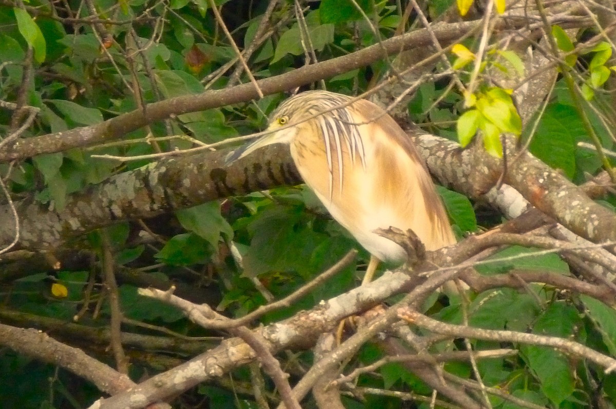 Squacco Heron - ML612709539