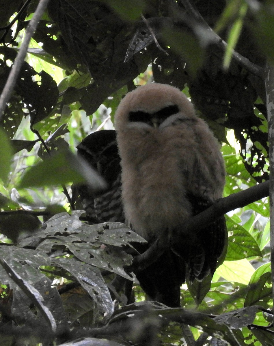 Band-bellied Owl - David Bradshaw