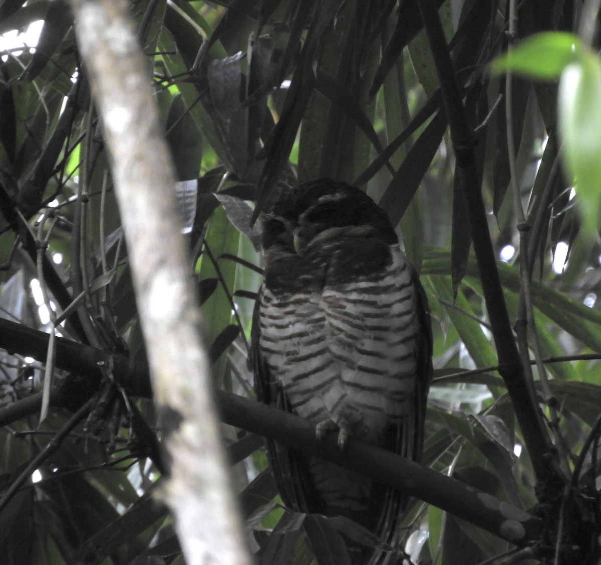 Band-bellied Owl - ML612709543