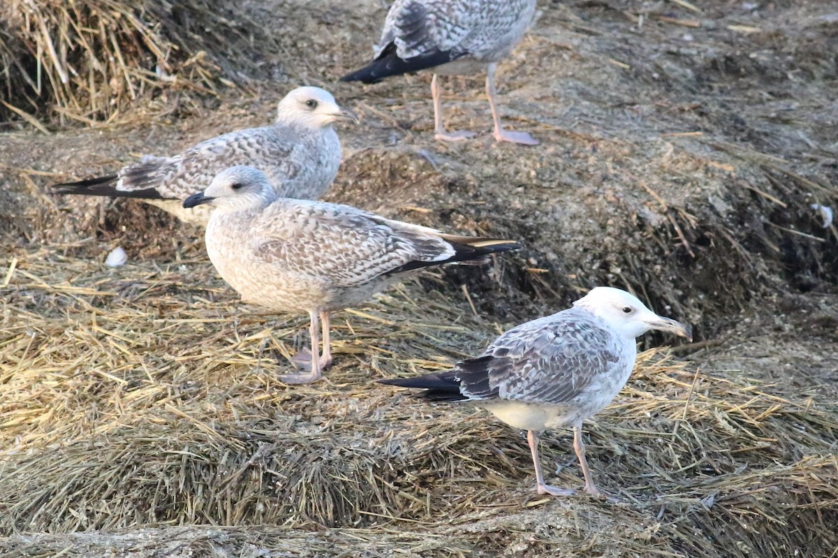 Caspian Gull - ML612709638