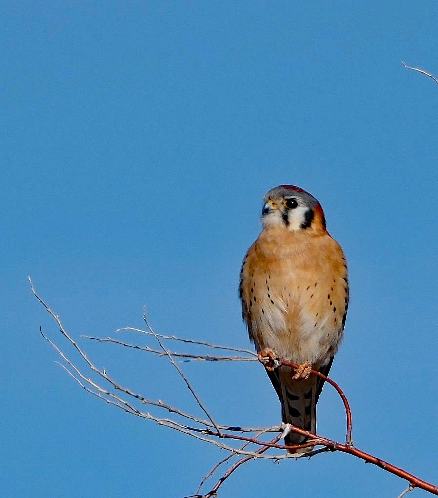 American Kestrel - ML612709673