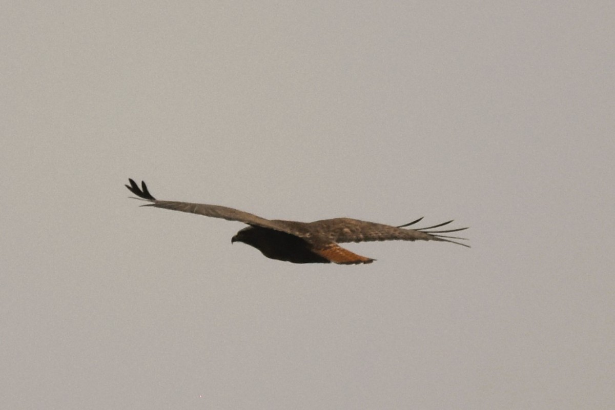 Red-tailed Hawk (calurus/abieticola) - ML612709752