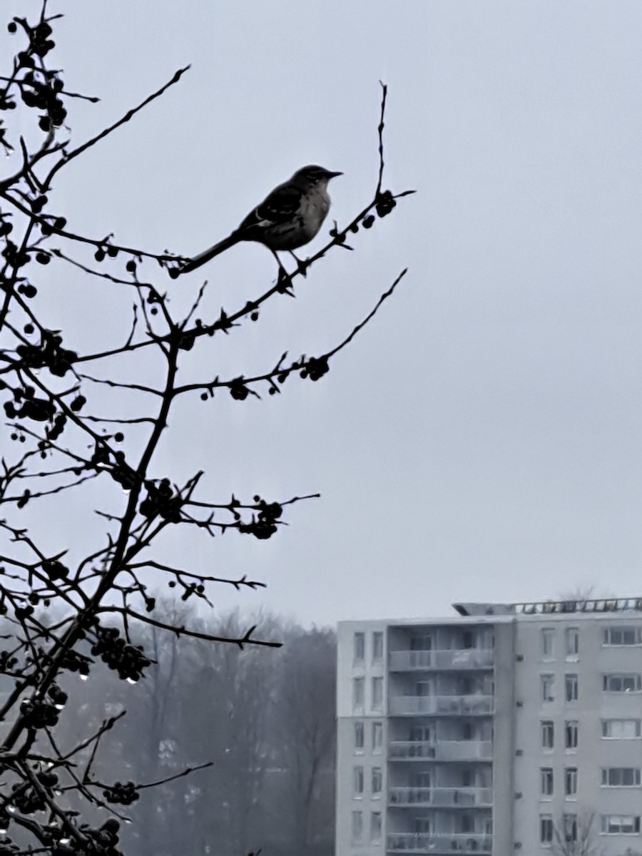 Northern Mockingbird - ML612709769