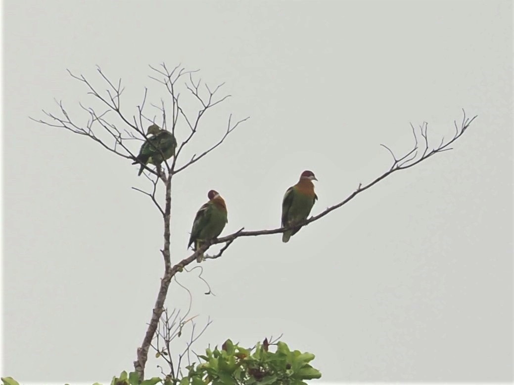 Ornate Fruit-Dove (Western) - ML612709791