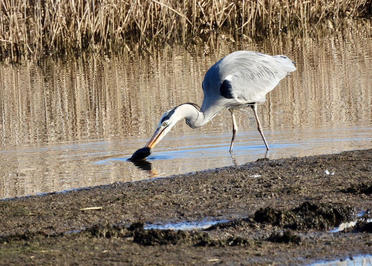 Gray Heron - ML612709830