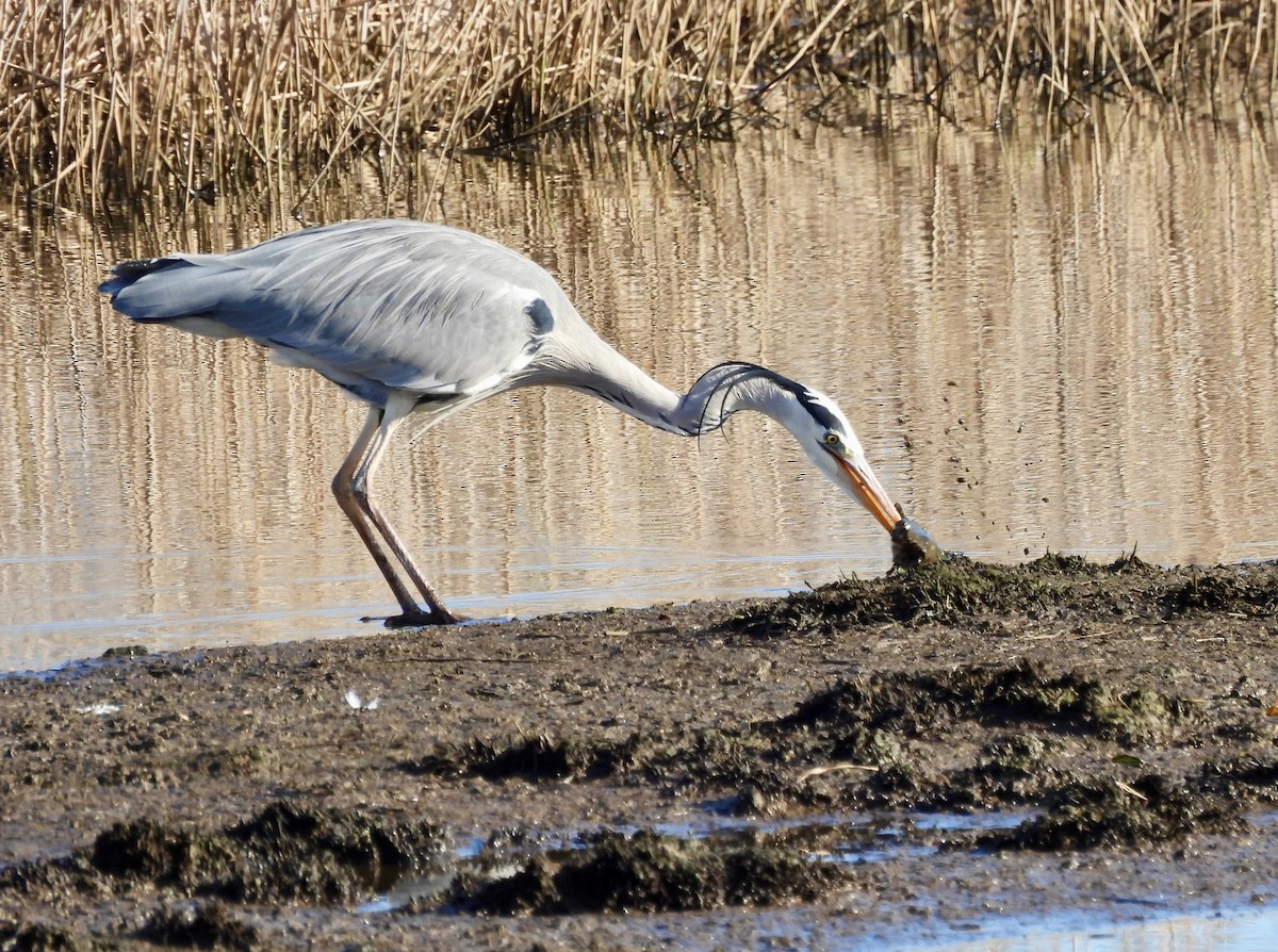 Gray Heron - ML612709834