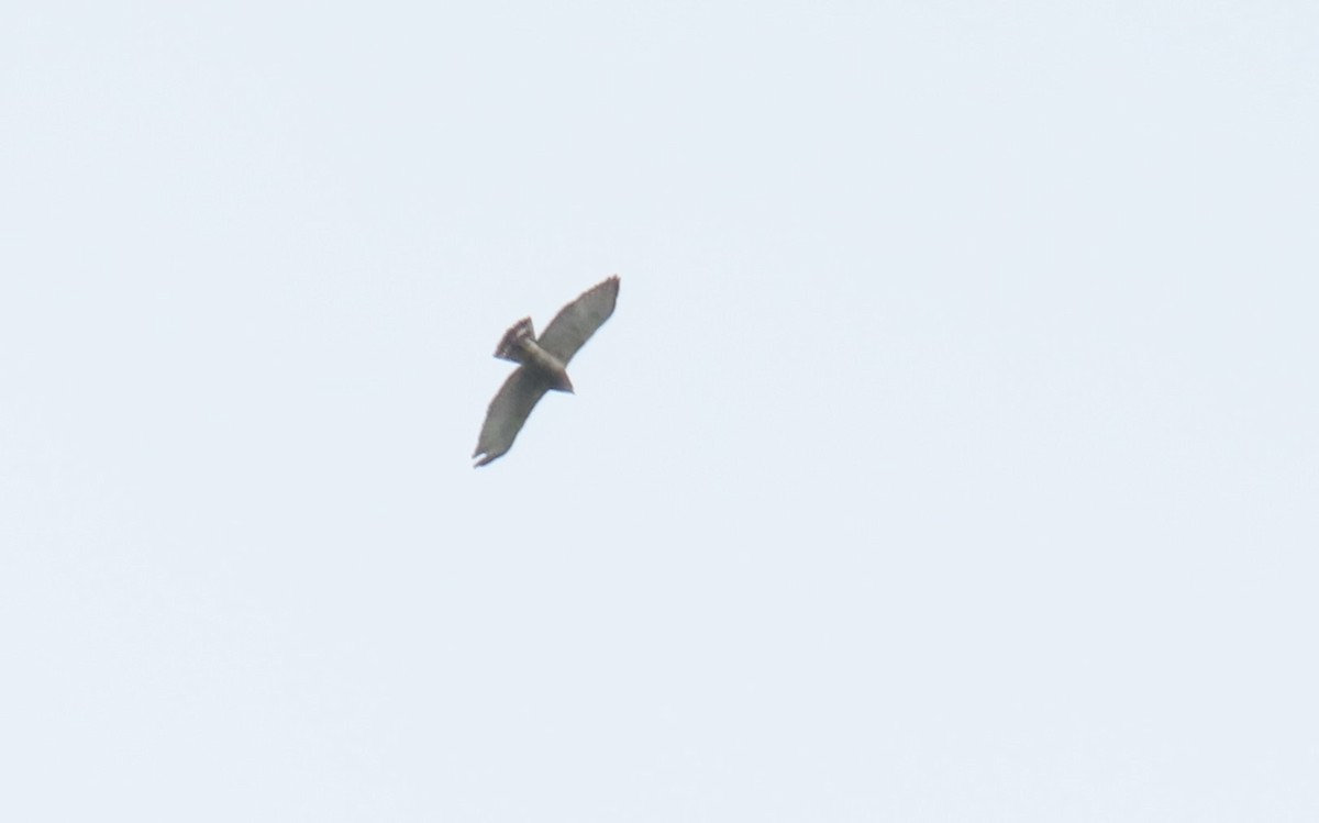 Broad-winged Hawk - ML612710032