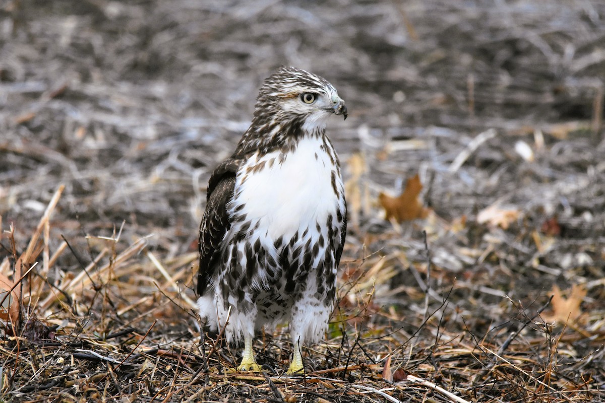 Red-tailed Hawk - ML612710054