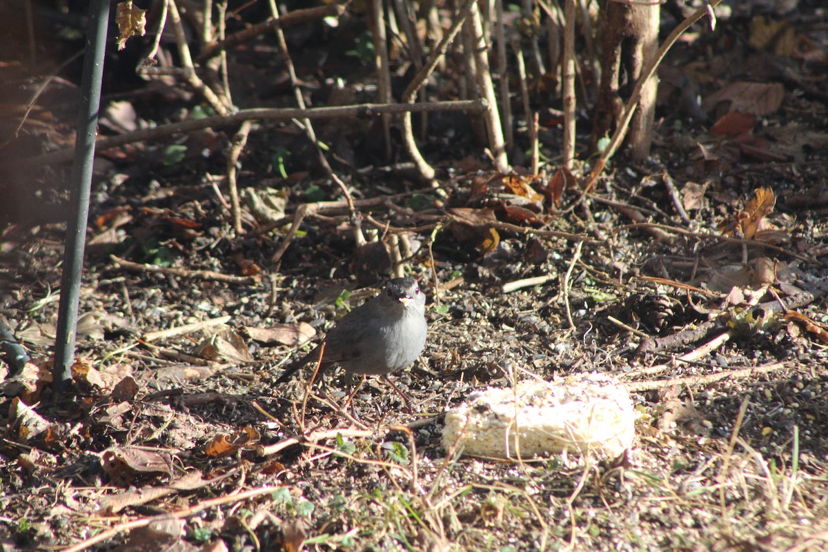 Gray Catbird - ML612710174