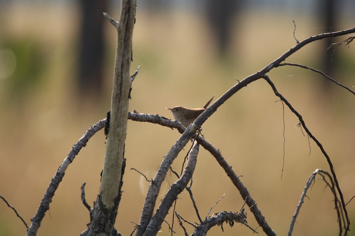 House Wren - ML612710181